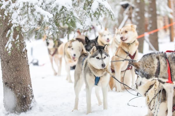 Finnisch Lappland: Snowy Forests & Husky Adventure
