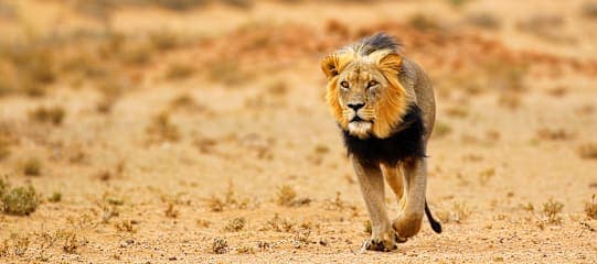 Südafrika & Eswatini: Wildlife Glamping & Krüger Safari