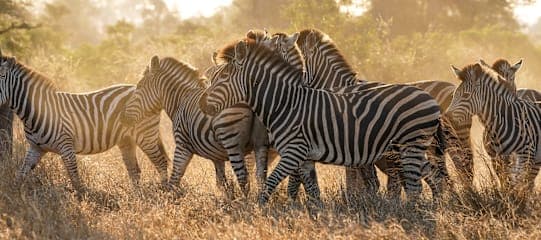 All around South Africa: Vom Kap zur Krüger-Safari