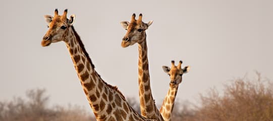 Namibia Bucketlist: Wüsten Glamping & Safari Roadtrip