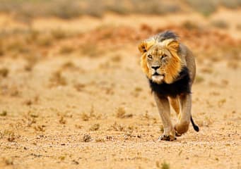 Südafrika & Eswatini: Wildlife Glamping & Krüger Safari