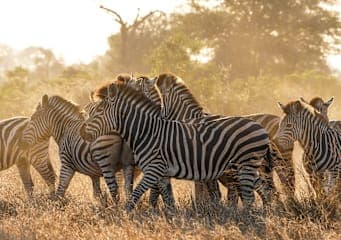 All around South Africa: Vom Kap zur Krüger-Safari