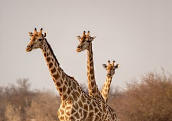 Namibia Bucketlist: Wüsten Glamping & Safari Roadtrip