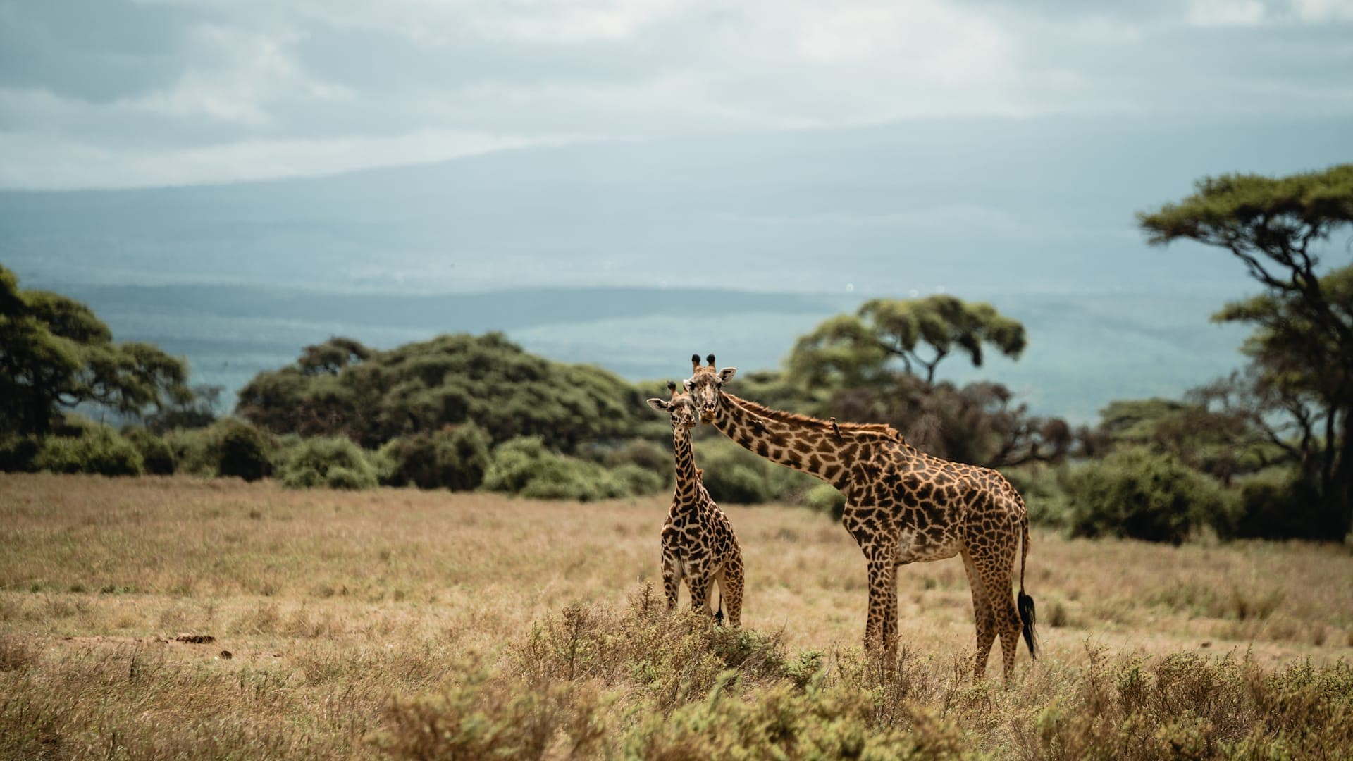 Safari, Zanzibar & Kilimanjaro