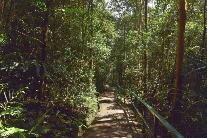 Walking Tour durch den Kinabalu Nationalpark thumbnail