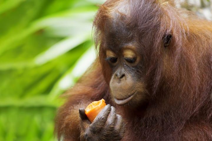 Fahrt zur Orang-Utan Auffangstation & Transfer nach Sandakan thumbnail