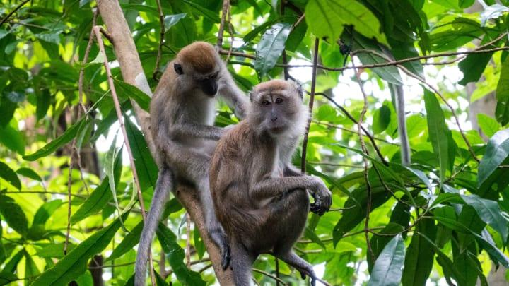 Zweitägiges Jungle Trekking zu den Orang-Utans thumbnail