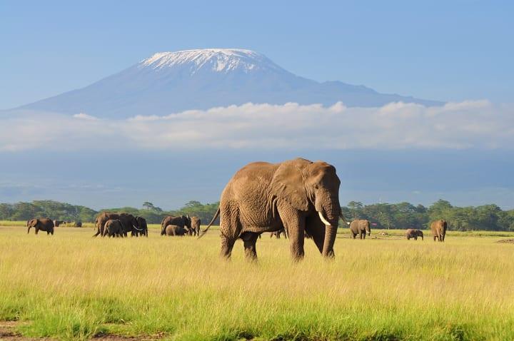  Game Drives an drei Tagen durch den Amboseli Nationalpark thumbnail