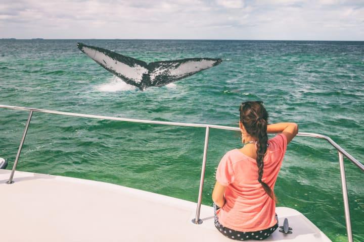 Whalewatching Tour an der Gold Coast thumbnail