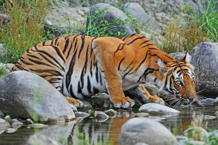 Dschungelsafari durch den Chitwan-Nationalpark thumbnail