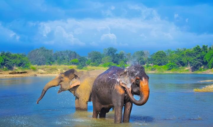 Wanderung durch den Chitwan Nationalpark, Jeepsafari & Vogelbeobachtungen thumbnail