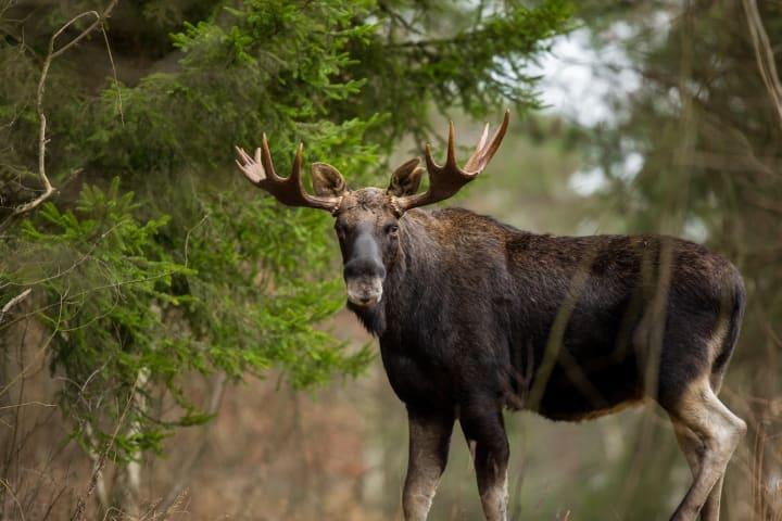 Elchsafari in den Wäldern Finnlands thumbnail