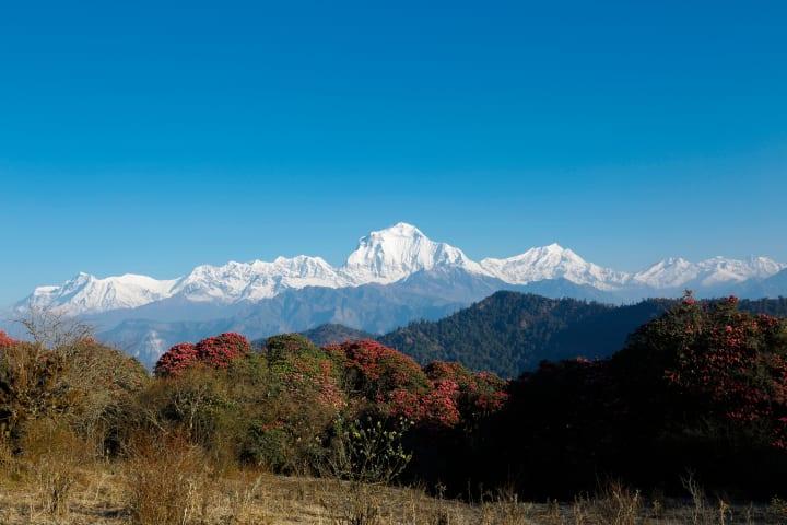 Trekking von Chomrong nach Tadapani in deiner journaway Gruppe thumbnail