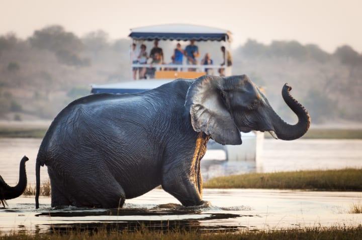 Safari Boat Cruise auf dem Jozini See thumbnail