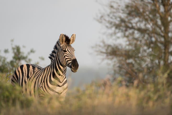 Safari durch das Pongola Game Reserve thumbnail