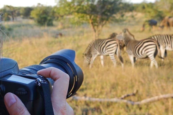 Wo die Wildnis erwacht - Safari im Krüger Nationalpark thumbnail