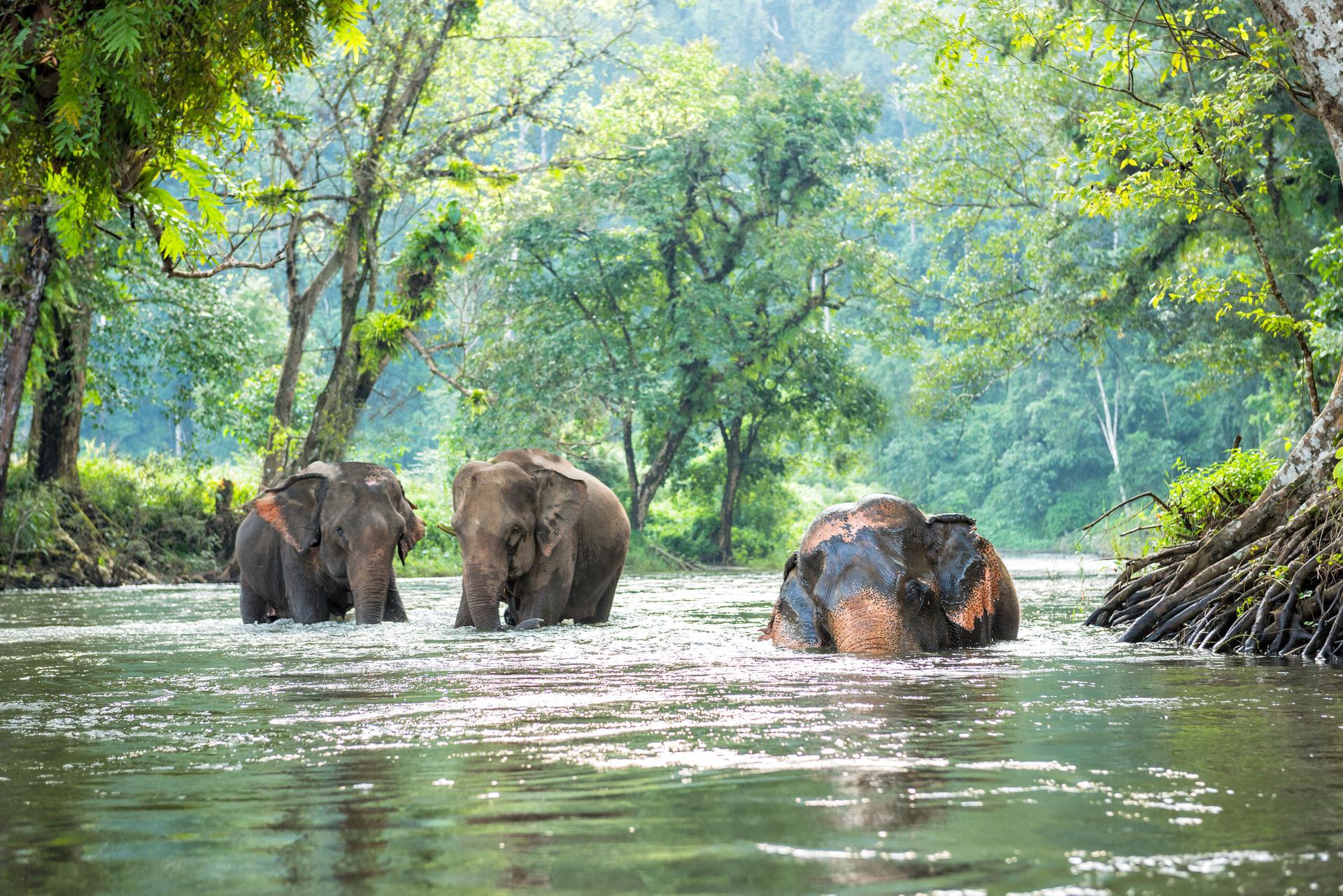 Spaßbad: Elefanten im kühlen Nass