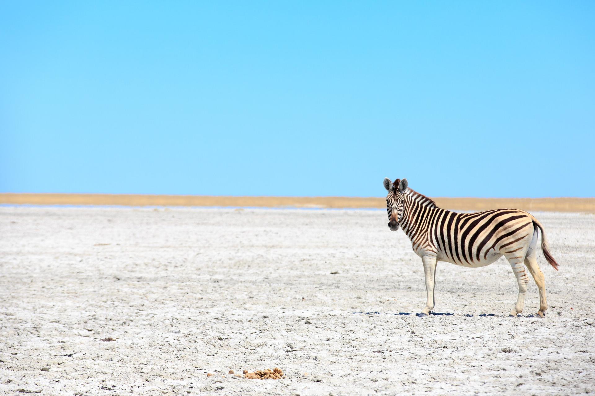 Spotted: Zebra in der Makgadikgadi Salzpfanne