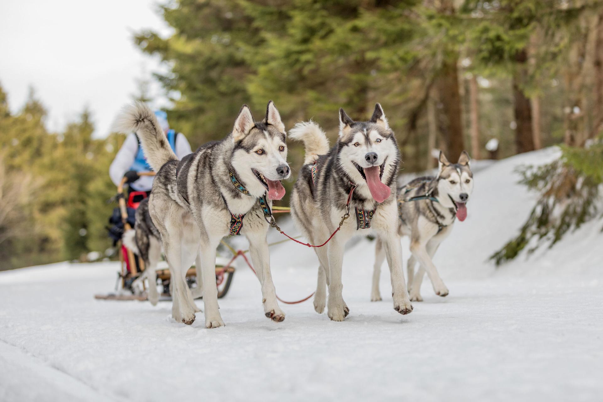 Husky Safari: Auf los geht's los!