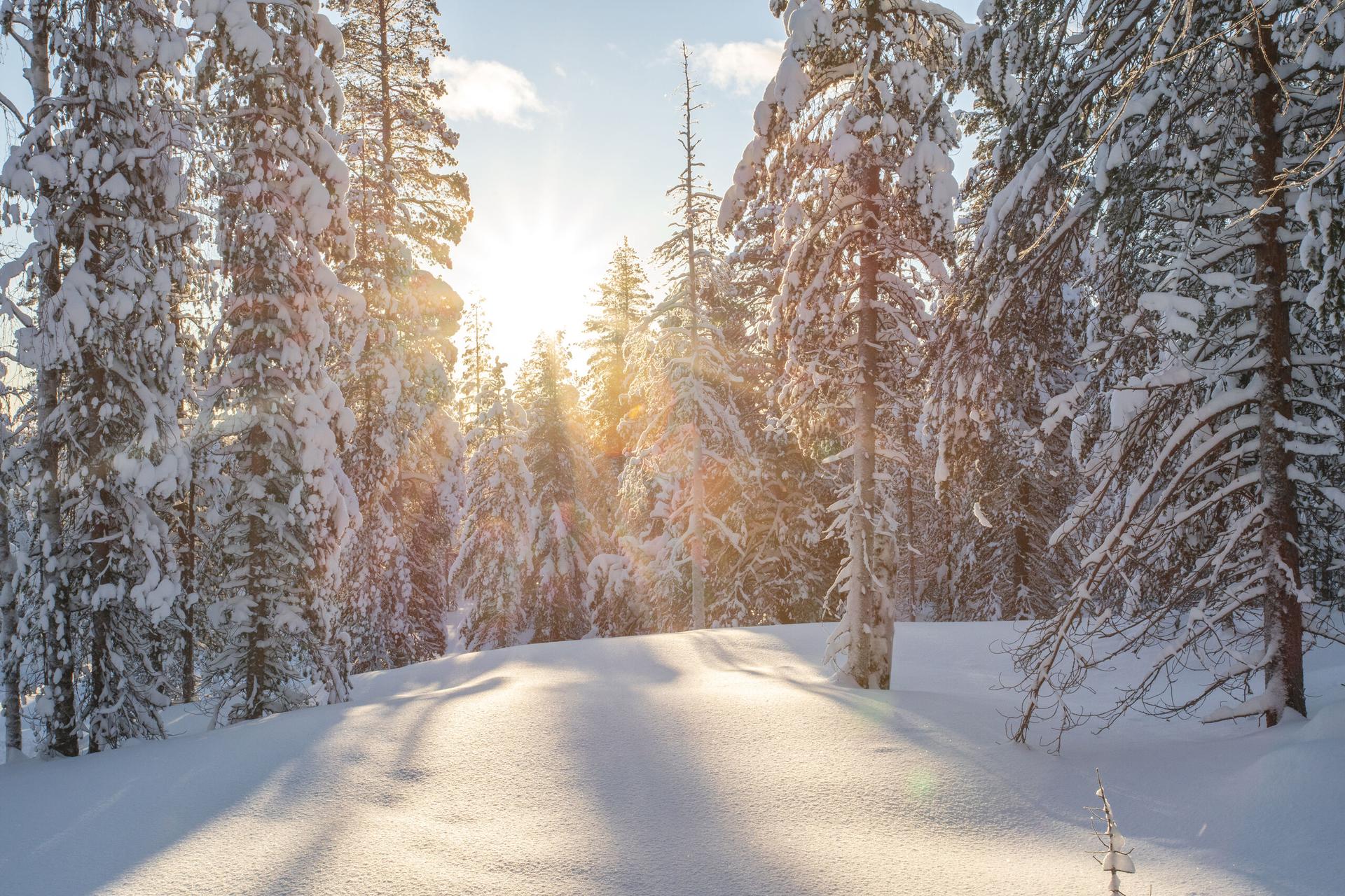 Picture Perfect: Unberührter Schnee 