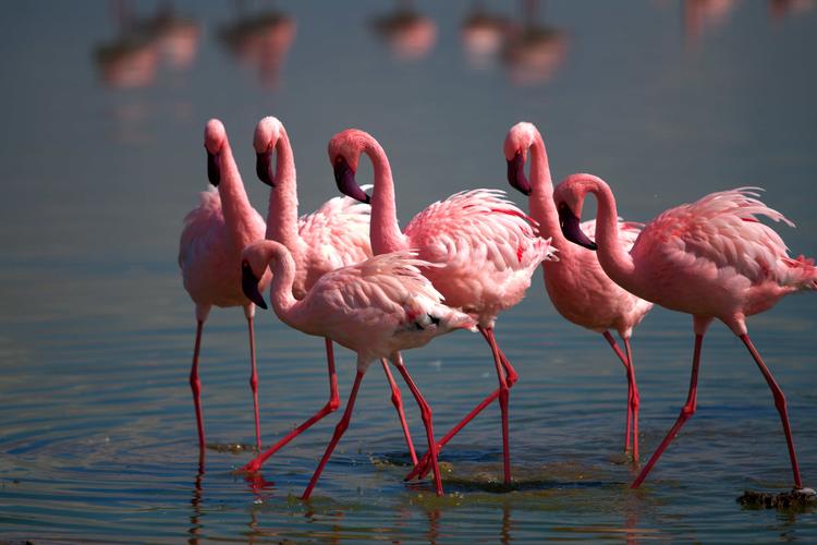 Pink Flamingos: Schnappschuss Marathon