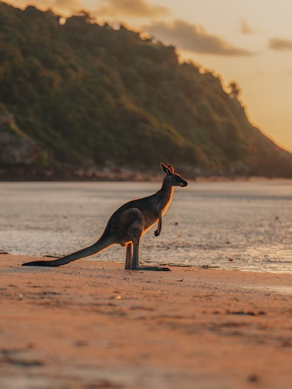 Asia, Australia & Africa