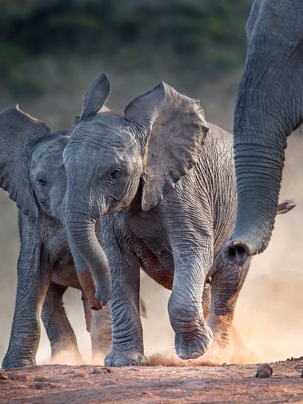 South Africa and Mauritius