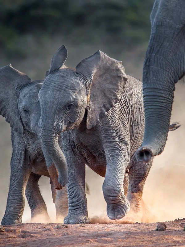 South Africa and Mauritius