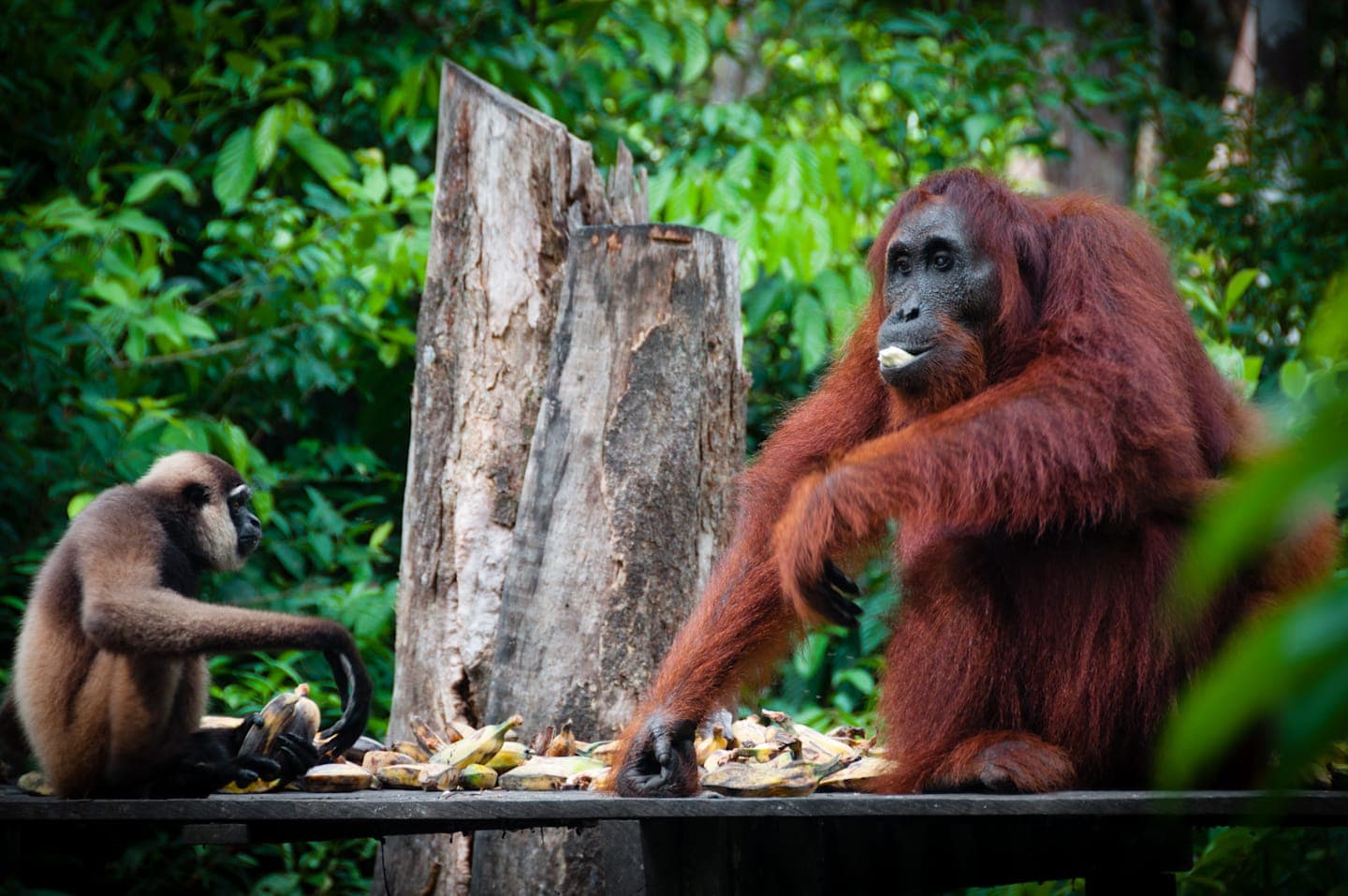 Klotok-Bootsfahrt zum Rehabilitationszentrum für Orang-Utans & zum Dorf Tanjung Harapan thumbnail