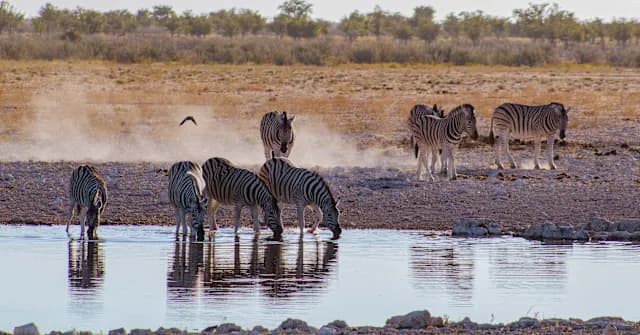 2 for 1 South Africa